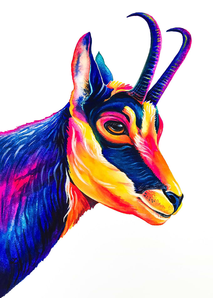 Chamois
