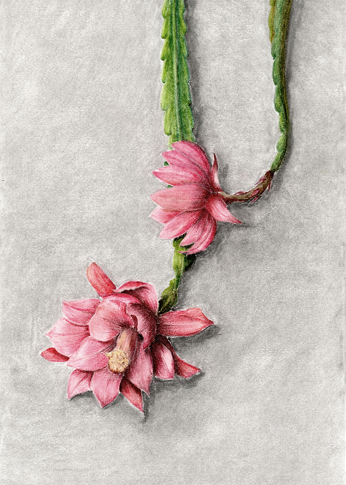 Blooming epiphyllum