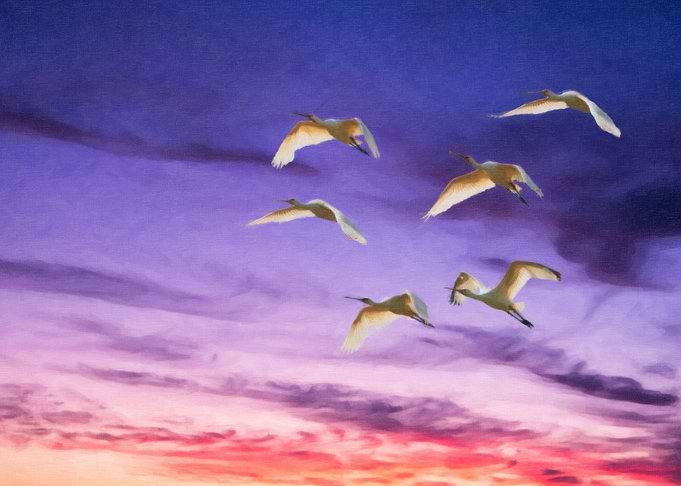 Spoonbills