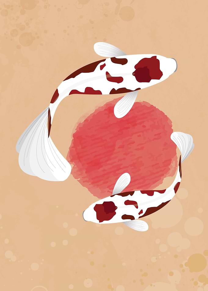 Goromo fish koi