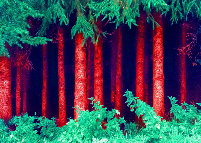Forest Tree Trunks