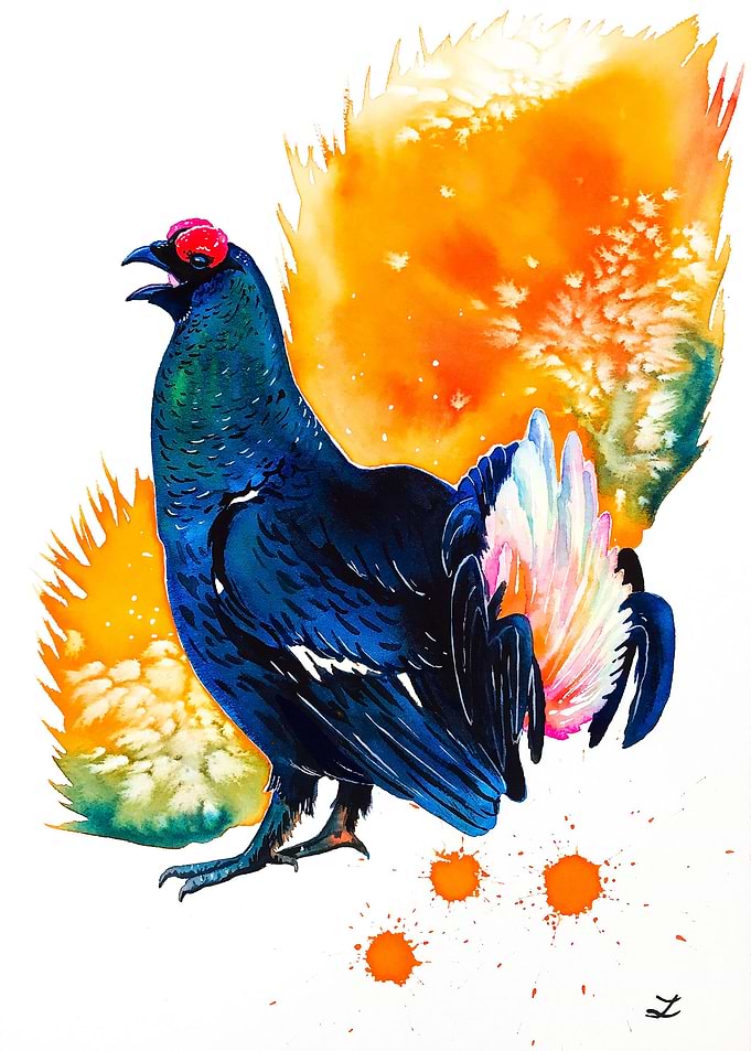 Black Grouse