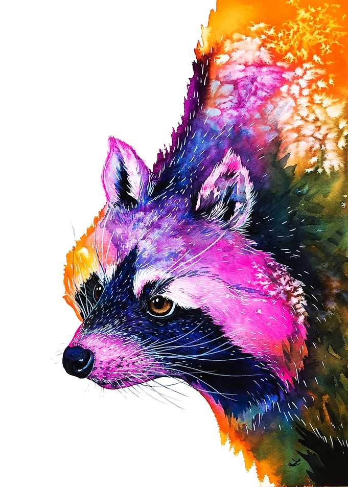 Raccoon