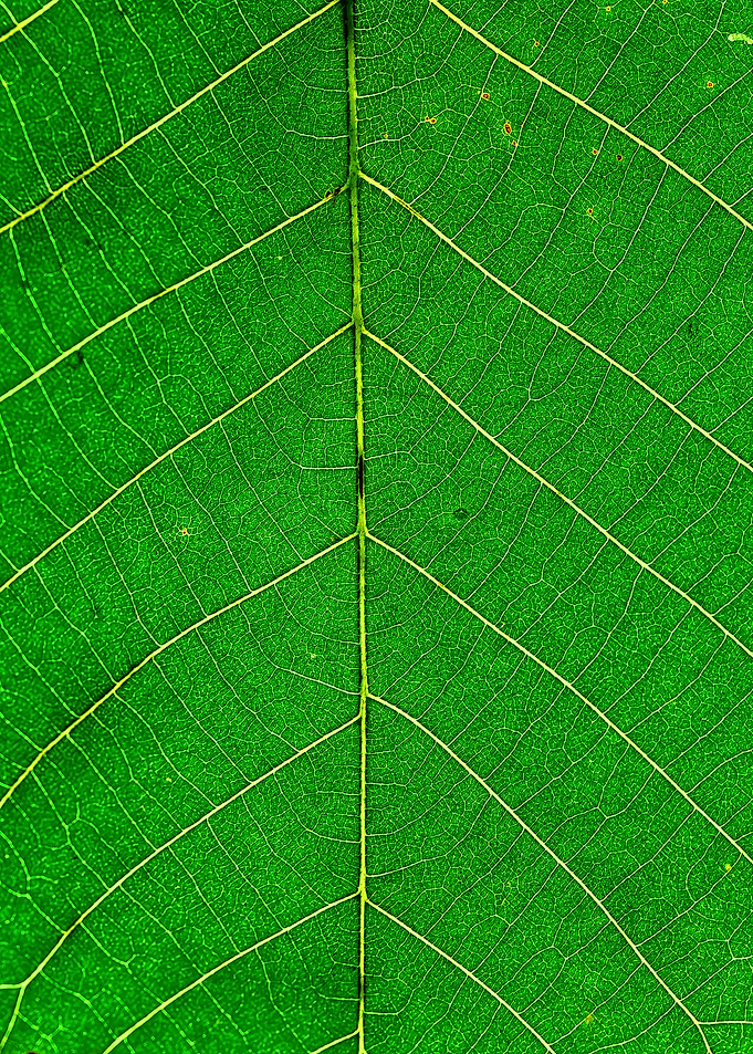 Green Leaf Patterns