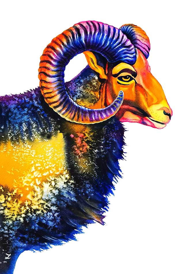 Mouflon