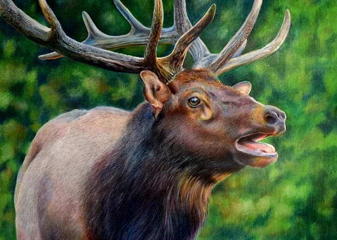 Elk Colored Pencil Drawing