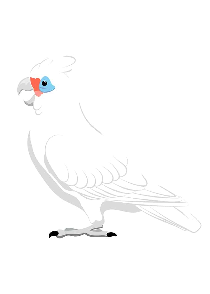 Little corella