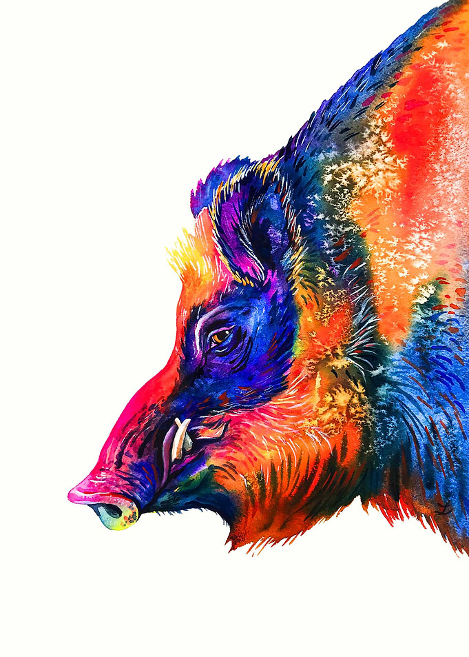 Wild Boar