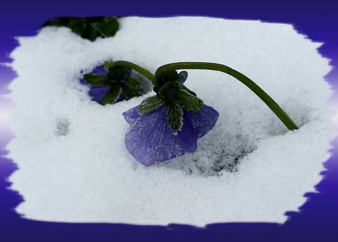 Purple pansy on the snow