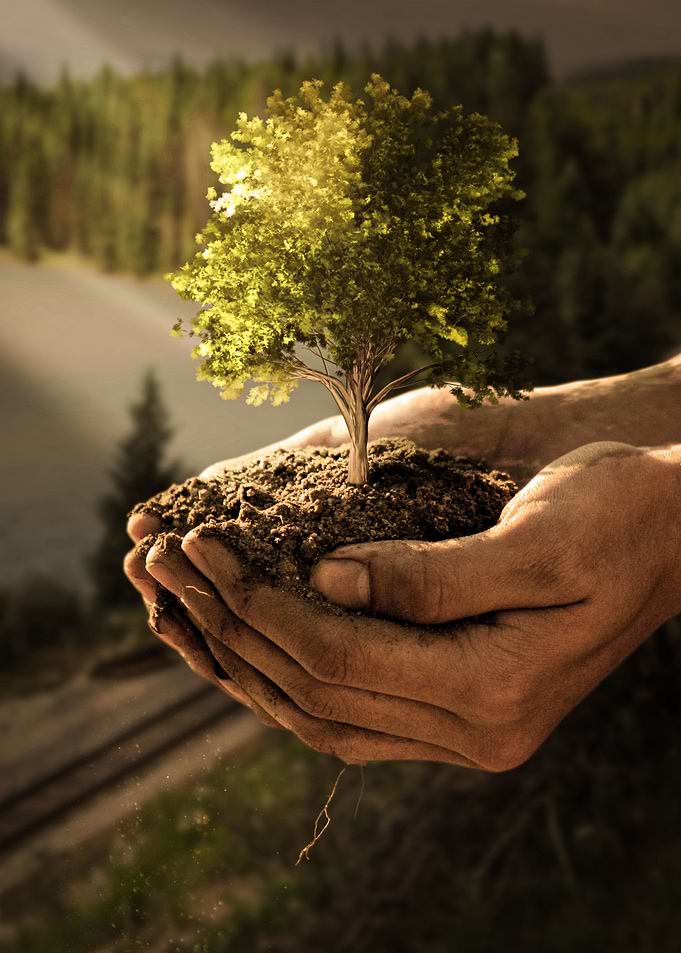 A tree at a time