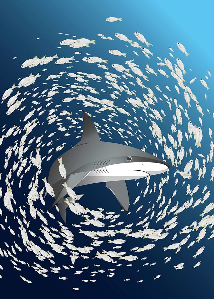 Shark and fish