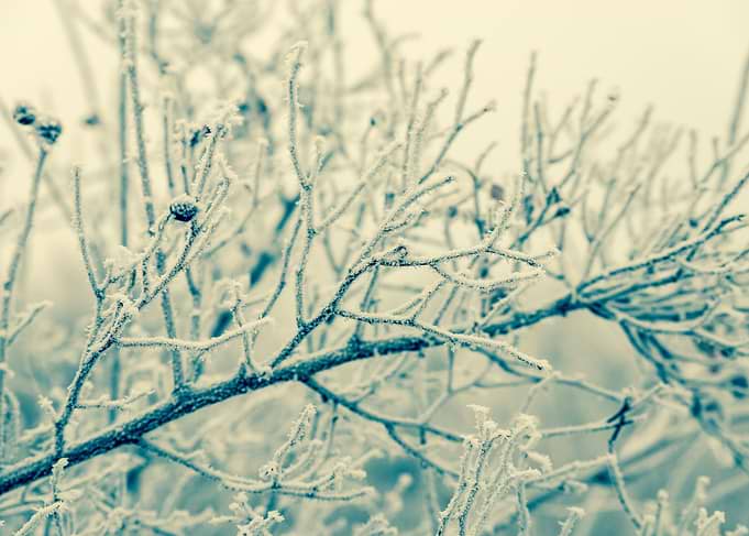 Frosted tree