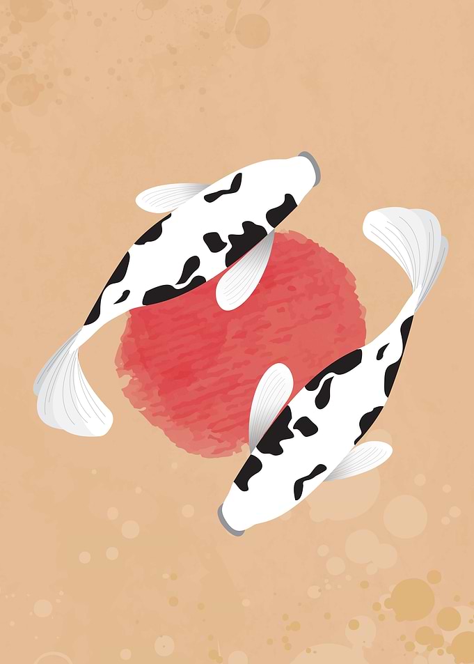 Shiro bekko fish koi