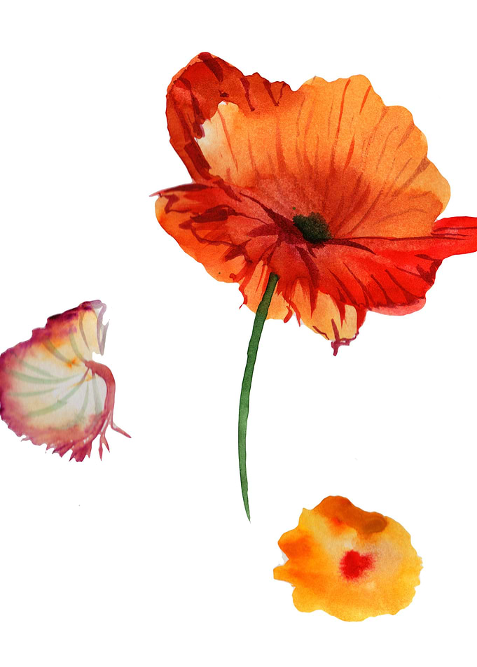Red Poppy 06