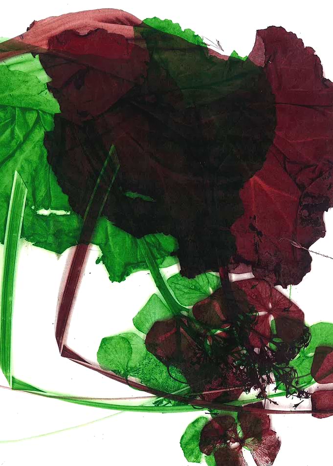 Leaves of nature 05