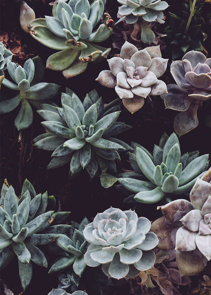 flower succulent