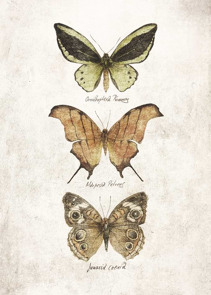 Butterflies IV