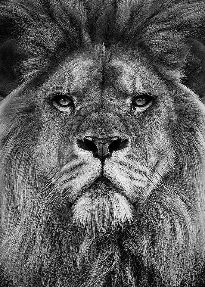 wild lion face poster
