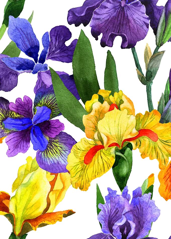 Iris Pattern 01