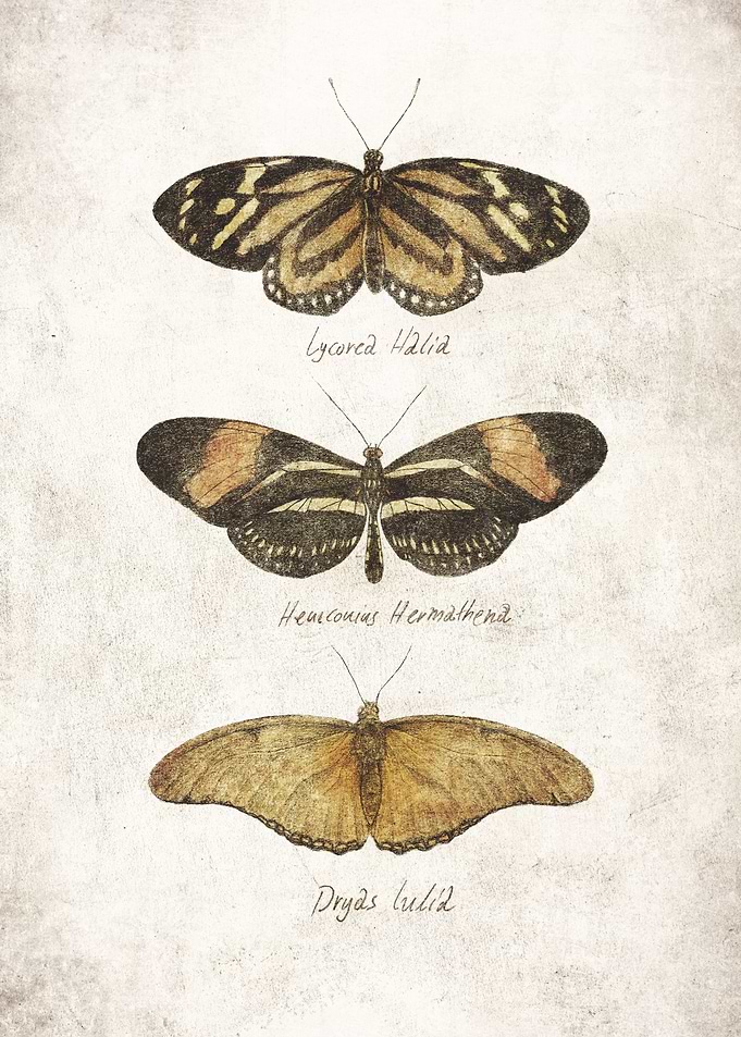 Butterflies III