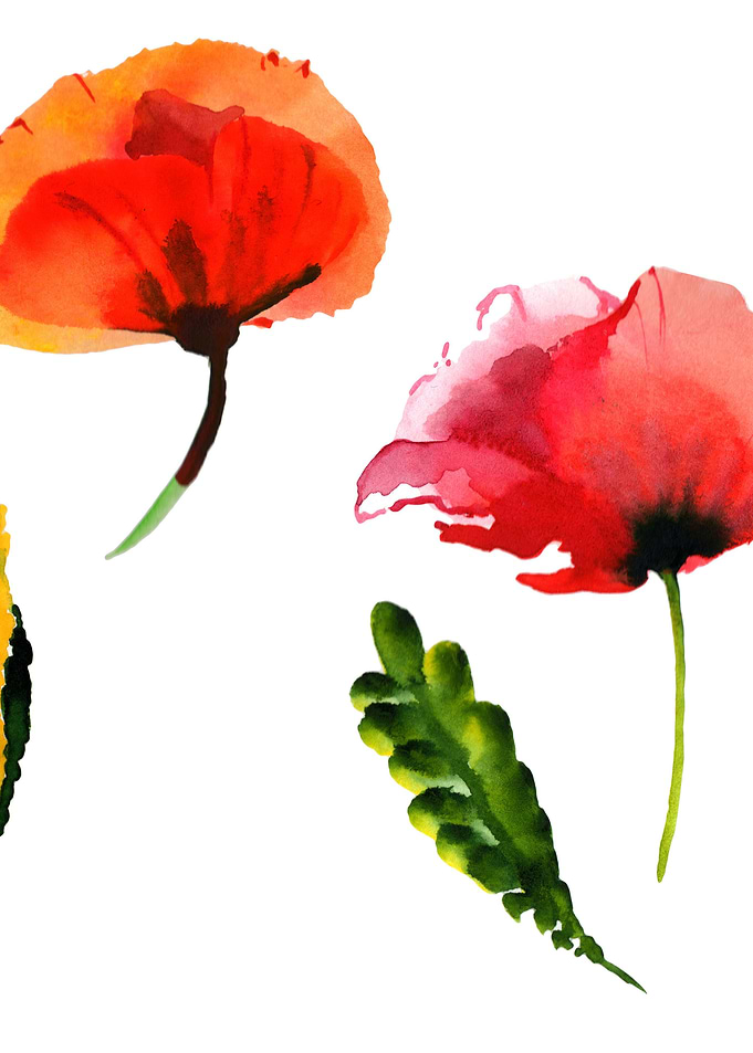Red Poppy 07