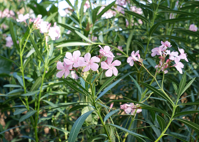 Beautiful Fresh Flower
