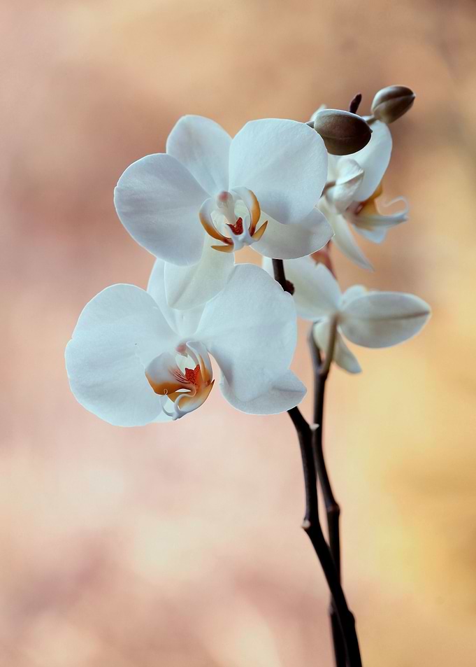 White Orchidea