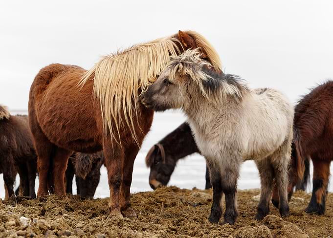 Iceland horses