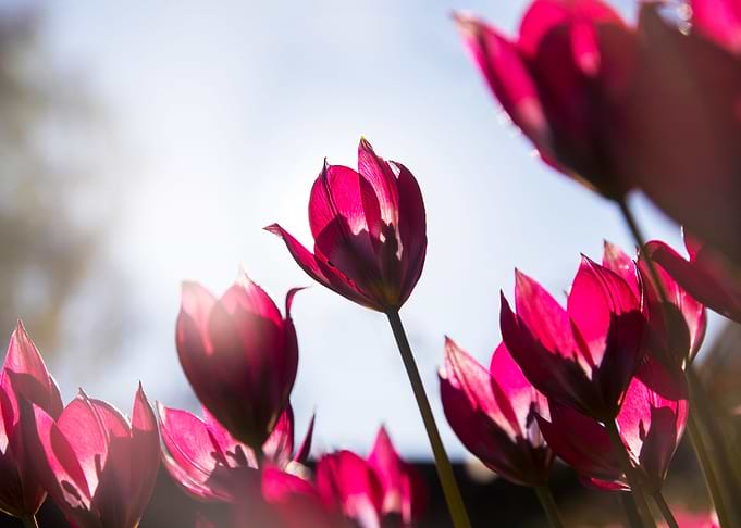Up at the tulips