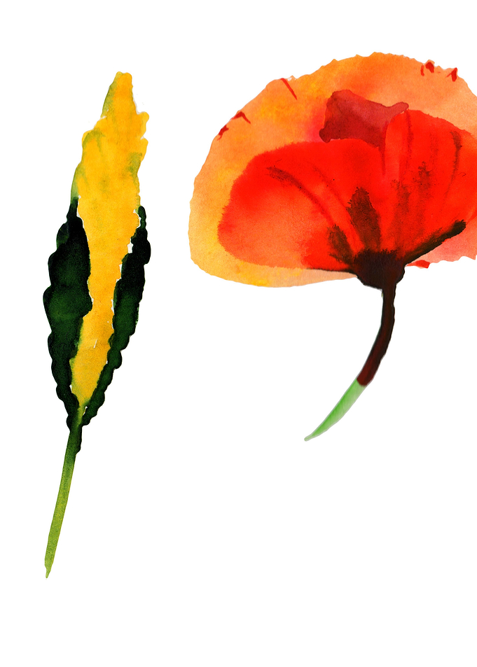 Red Poppy 02