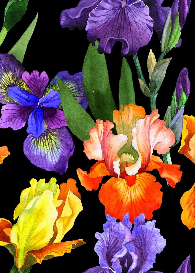 Iris Pattern on Black 01