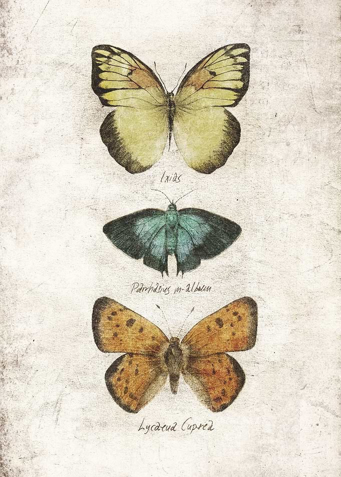 Butterflies V