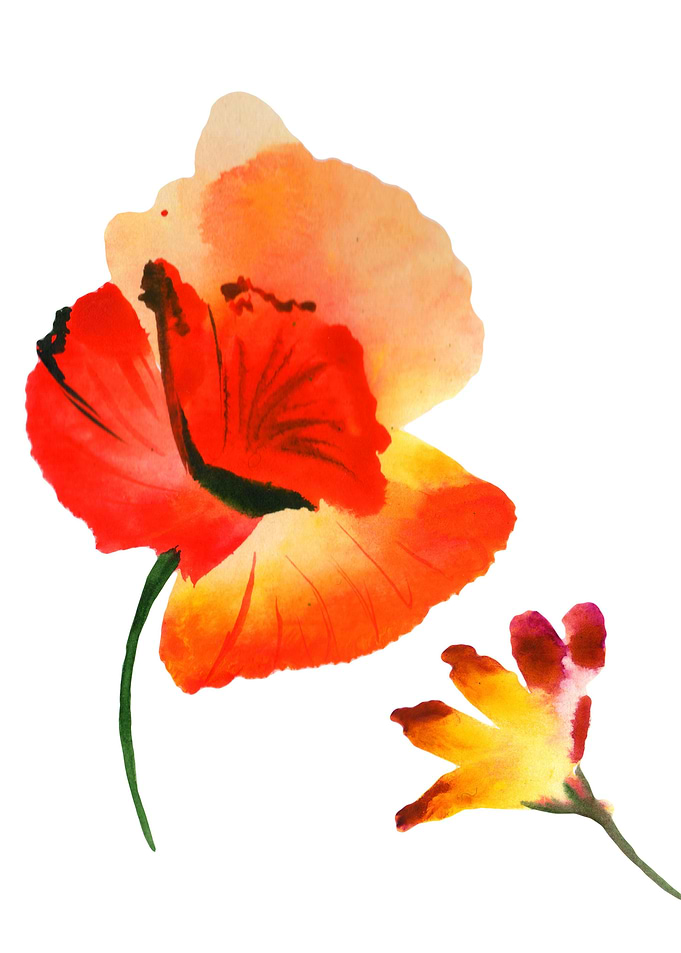 Red Poppy 03