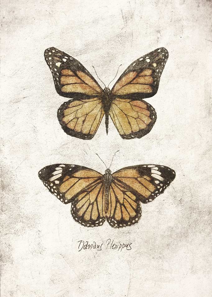 Danaus Plexippus