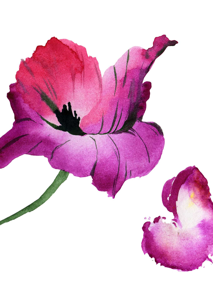 Purple Poppy 02