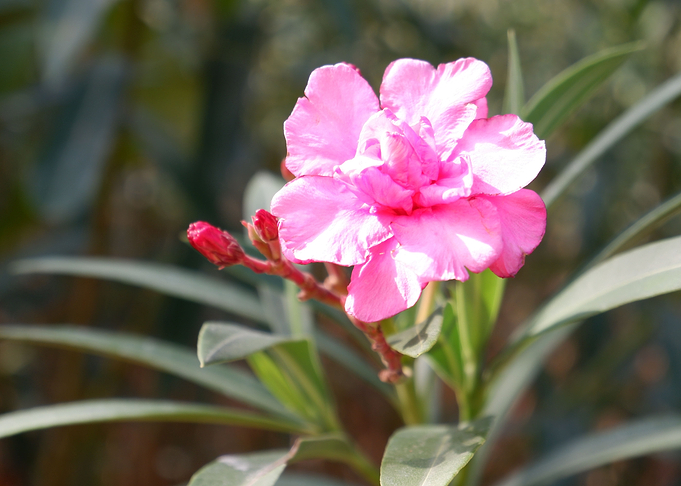 Beautiful Pink Flower