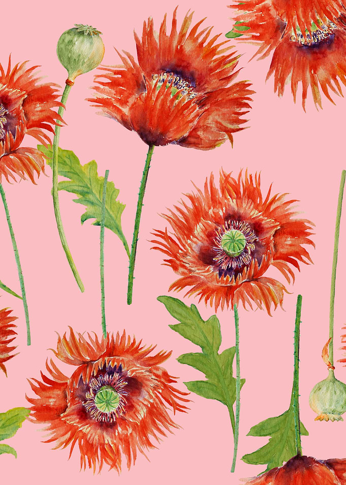 Pink Poppy Pattern 08