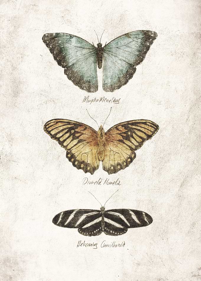 Butterflies I