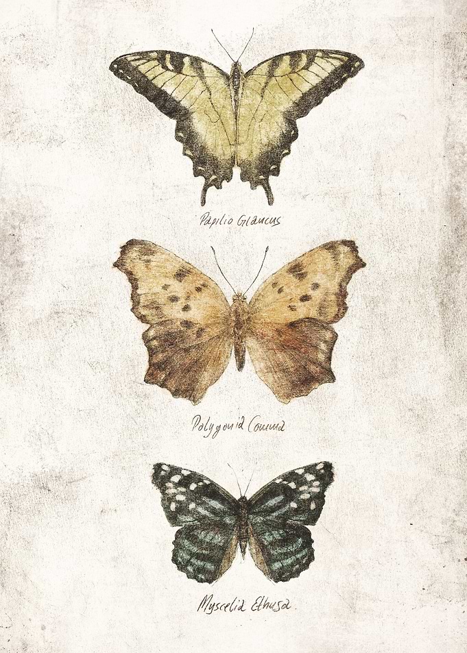Butterflies II
