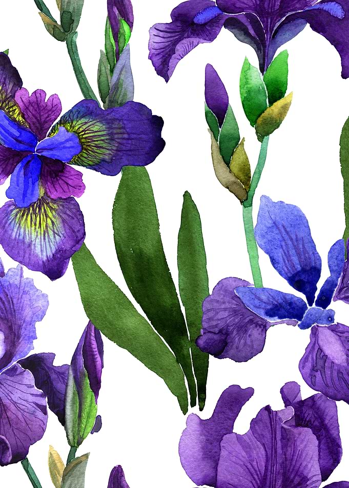 Iris Pattern 05