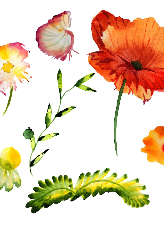Poppies 06