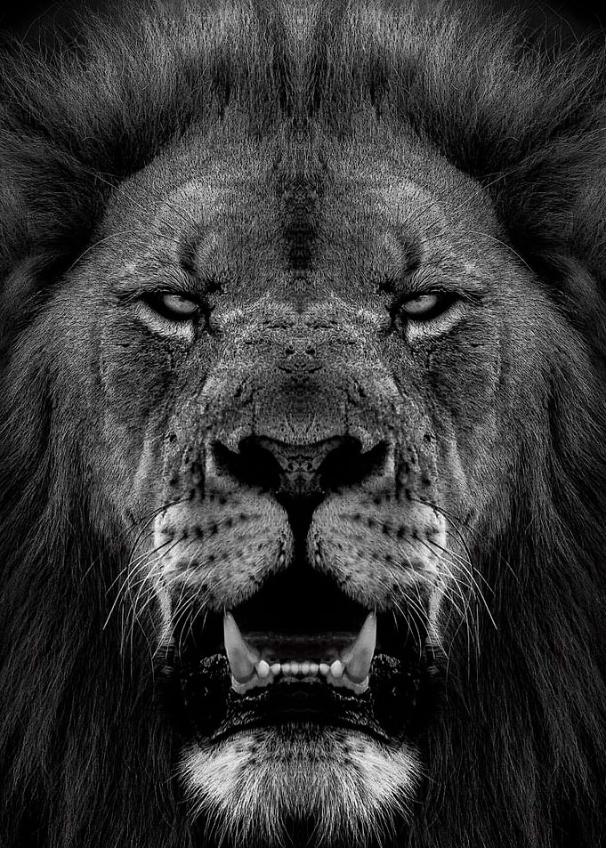 wild lion face poster
