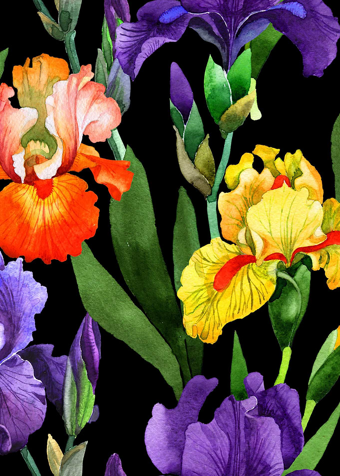 Iris Pattern on Black 03