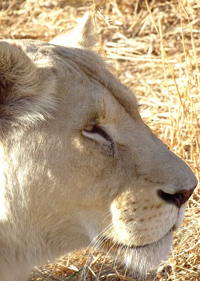 White Lion Female 209
