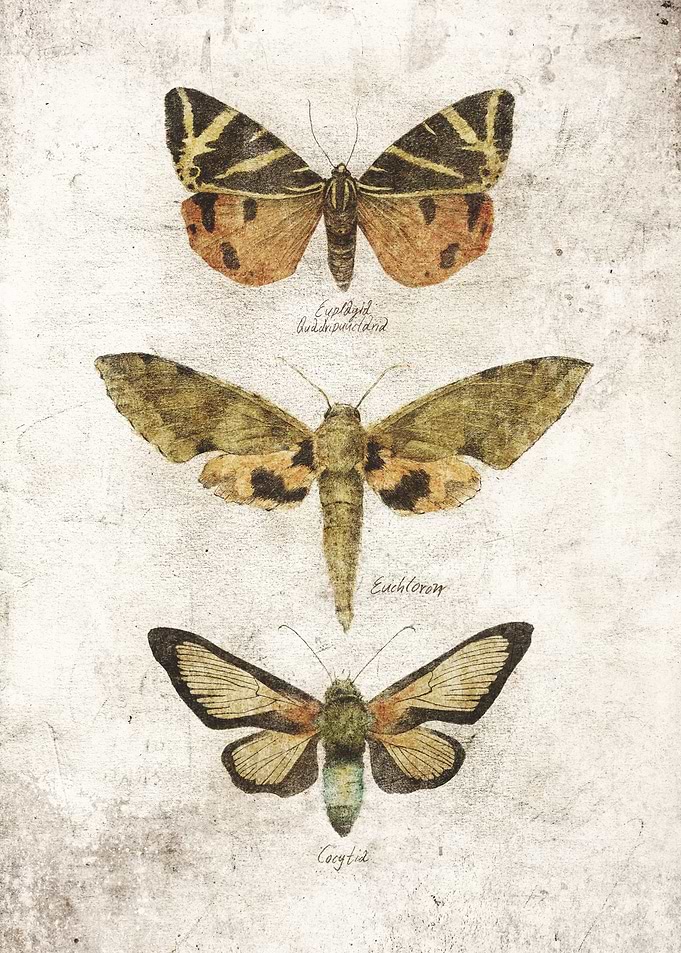 Butterflies VI