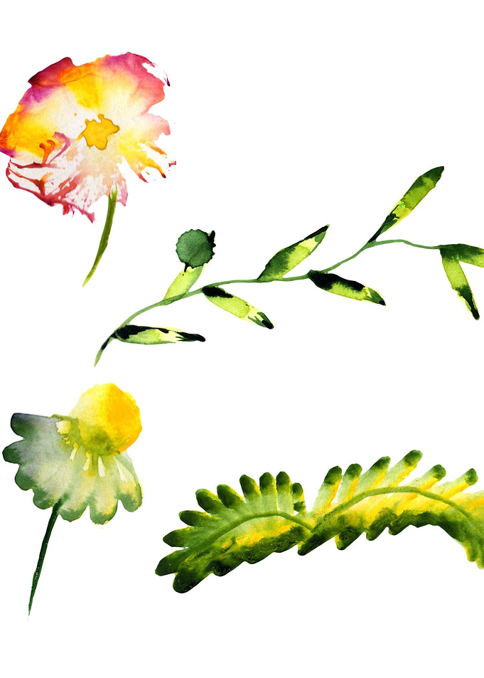 Poppies 01