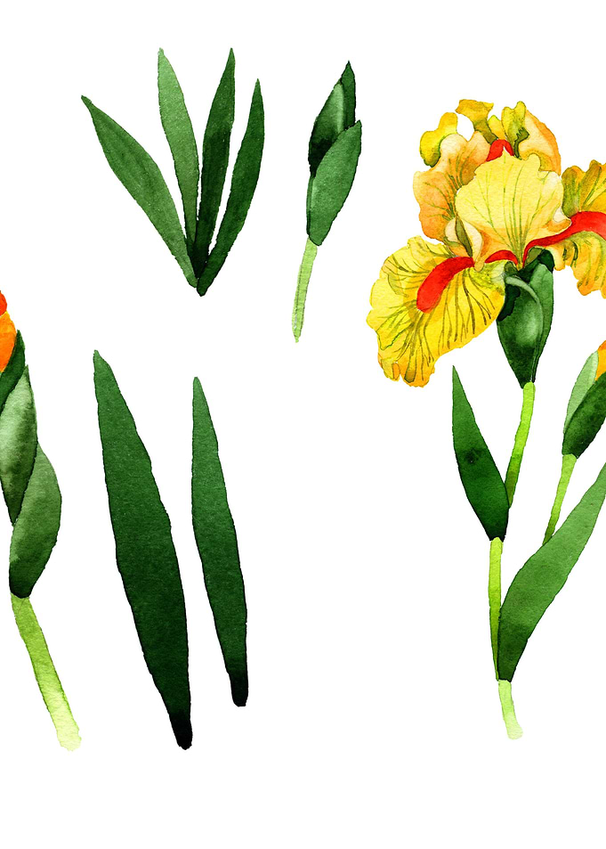 Irises 03