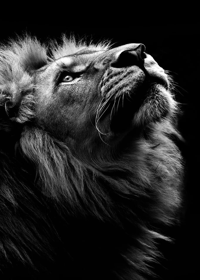 wild lion face poster