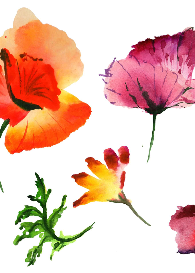 Poppies 03