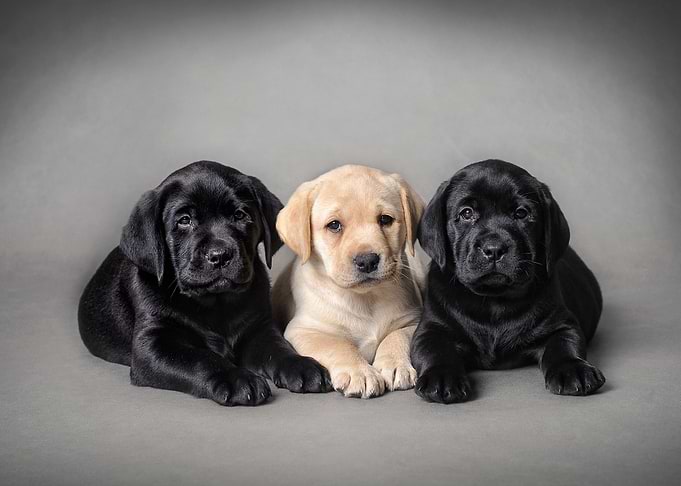 Labrador puppies